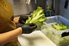 Hendene til en person med svarte hansker holder frisk salat ved siden av en plastboks med grønnsaker.
