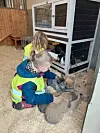 To barn sitter på gulvet i en dyreinnhegning og klapper kaniner og en liten gris.