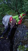 To personer i regntøy drar i en kalv som sitter fast mellom steiner i en skogkledd skråning.