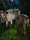 To kyr står i tett skog med grønn undervegetasjon og mørke trær rundt.