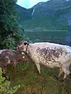 To kyr står på gras ved en fjord med bratte fjellsider i bakgrunnen.