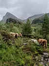 Flere kyr beiter i en grønn, bratt fjellside med grantrær og tåke i bakgrunnen.