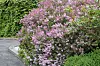 Et blomstrende bed med rosa busker ved en grussti og tett grønn hekk.