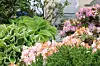 En frodig hage med grønne planter og rosa og hvite blomster foran et bygg.