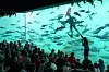 Publikum ser en dykker i et stort akvarium med mange fisk, mens en person peker mot glassveggen.
