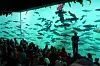 En dykker står i en stor fisketank foran et publikum mens fisk svømmer rundt.