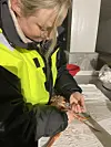 En kvinne i gul refleksjakke holder en krabbe over et arbeidsbord innendørs.