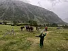 Hester på en grønn setervoll ved foten av bratte fjell, med en person i grønn kjeledress i forgrunnen.