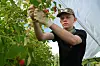 En person i caps jobber med planter i et drivhus med grønne blader og plastvegg i bakgrunnen.