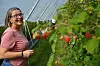 En kvinne står i et drivhus ved planter med røde bær og holder en beholder.
