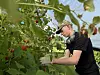 En person i caps plukker modne røde bær fra planter i et drivhus.