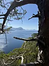 Fjordlandskap med blått vann, fjell i bakgrunnen og tregreiner som rammer inn motivet.