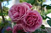 To store rosa roser blomstrer mellom grønne blader i en hage.