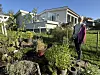 En kvinne arbeider blant urter og andre planter i en frodig hage foran et grått hus.