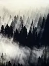 Tett, mørk barskog omgitt av hvit tåke og dis i et lagdelt skoglandskap.
