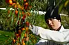 En person i lyse klær høster oransje tindvedbær fra en busk i en hage.