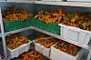 Plastkasser med oransje tindbær står stablet i hyller på et lager.