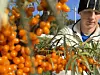 En person i arbeidsklær står omgitt av greiner med mange oransje bær.