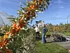 En grein med oransje bær i forgrunnen, to personer og et veksthus på en gård i bakgrunnen.