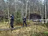 To personer går gjennom et skogområde med bjørketrær og lav vegetasjon.